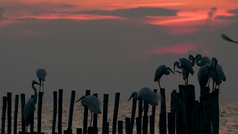 The-Great-Egret,-also-known-as-the-Common-Egret-or-the-Large-Egret