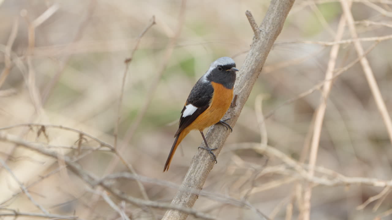 pájaro daurian redstart comprado en una rama de árbol sin hojas en primavera - primer plano, en el grand park de seúl