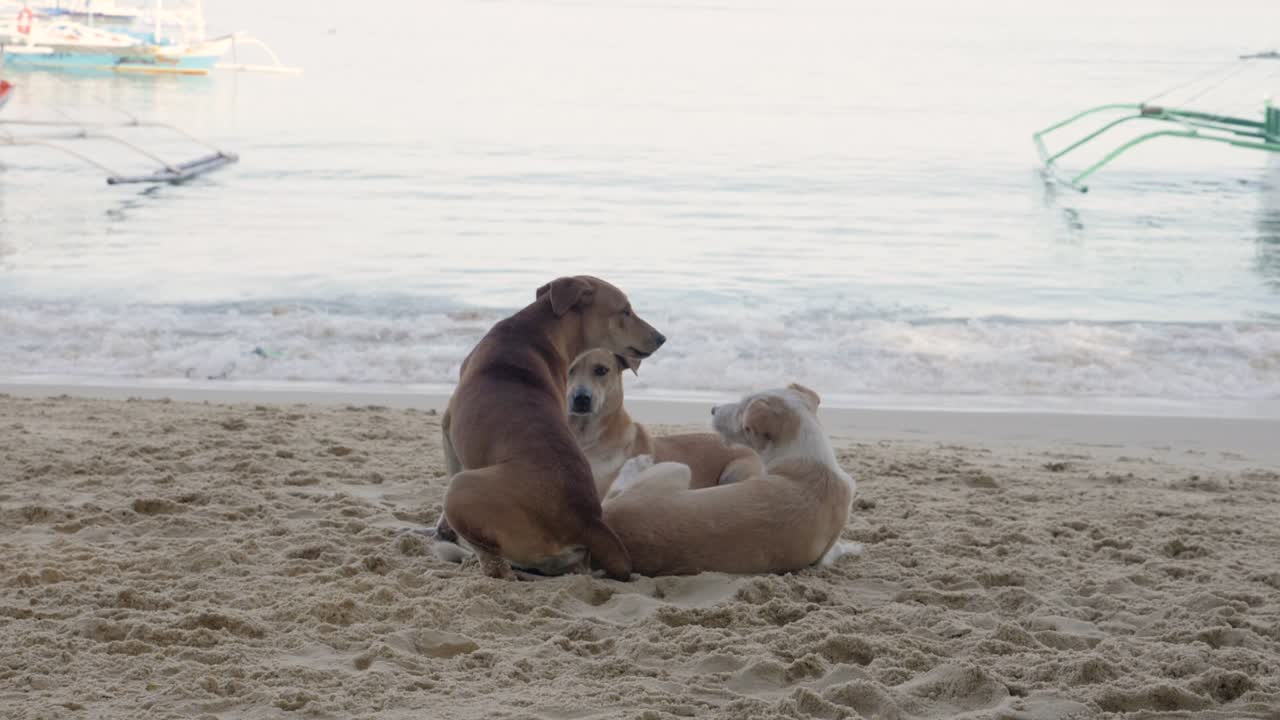 Ultra slow motion shot of three brown feral dogs on a beach with the ocean in the background