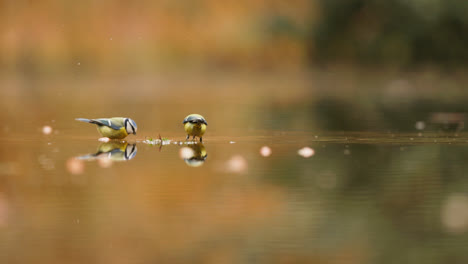 blue tits in autumn pond