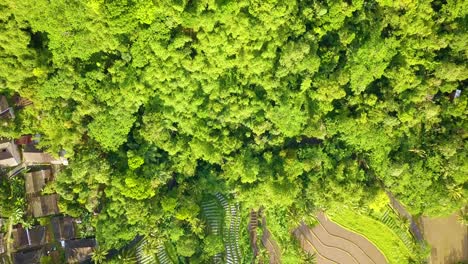 Overhead-Drohnenaufnahme-Eines-Grünen-Waldes,-Der-An-Reisfelder-Und-Ein-Dorf-Grenzt---Indonesien