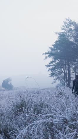 frosty morning walk in the fog