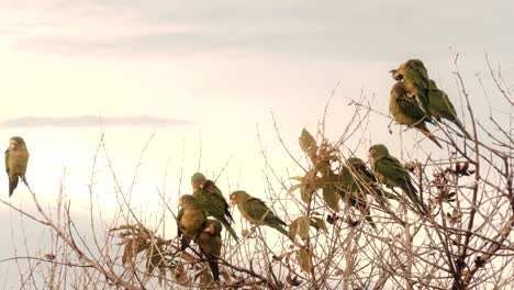 a flock of wild parakeets populate a tree in costa rica.