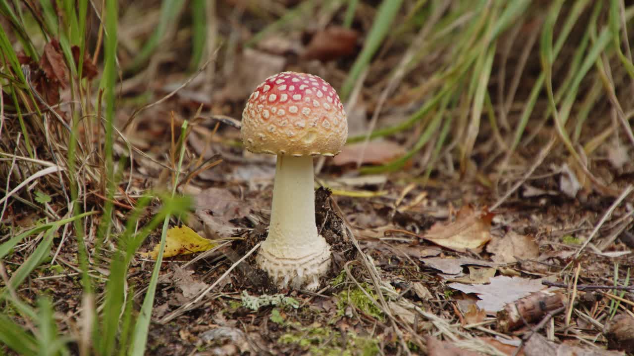 Baby amanita Muscaria Mushroom growing in Jyväskylä, Finland forest - 4k, 24fps
