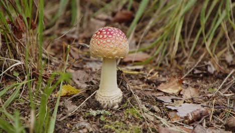 Baby-amanita-Muscaria-Mushroom-growing-in-Jyväskylä,-Finland-forest---4k,-24fps