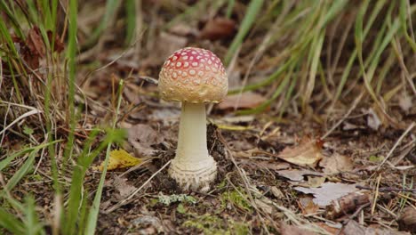 hongo amanita muscaria bebé que crece en jyväskylä, bosque de finlandia - 4k, 24fps