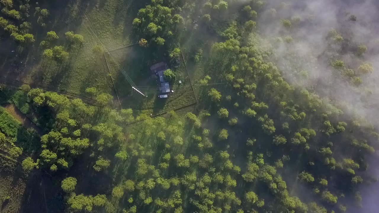 Foggy morning in a forest looking down into an antenna