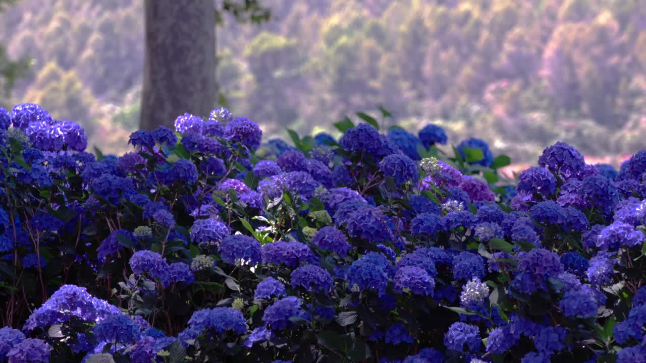 wide shot of a dense cluster of vibrant blue-purple flowers (likely hydrangeas) in Provence, France, with a blurred background of trees and hills.
