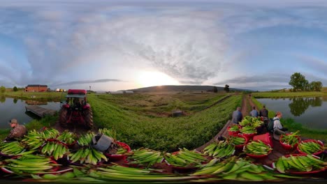 Clip-De-360-Vr-De-Tractor-Tirando-De-Peones-Y-Carga-De-Maíz-Recién-Recogido-Al-Amanecer