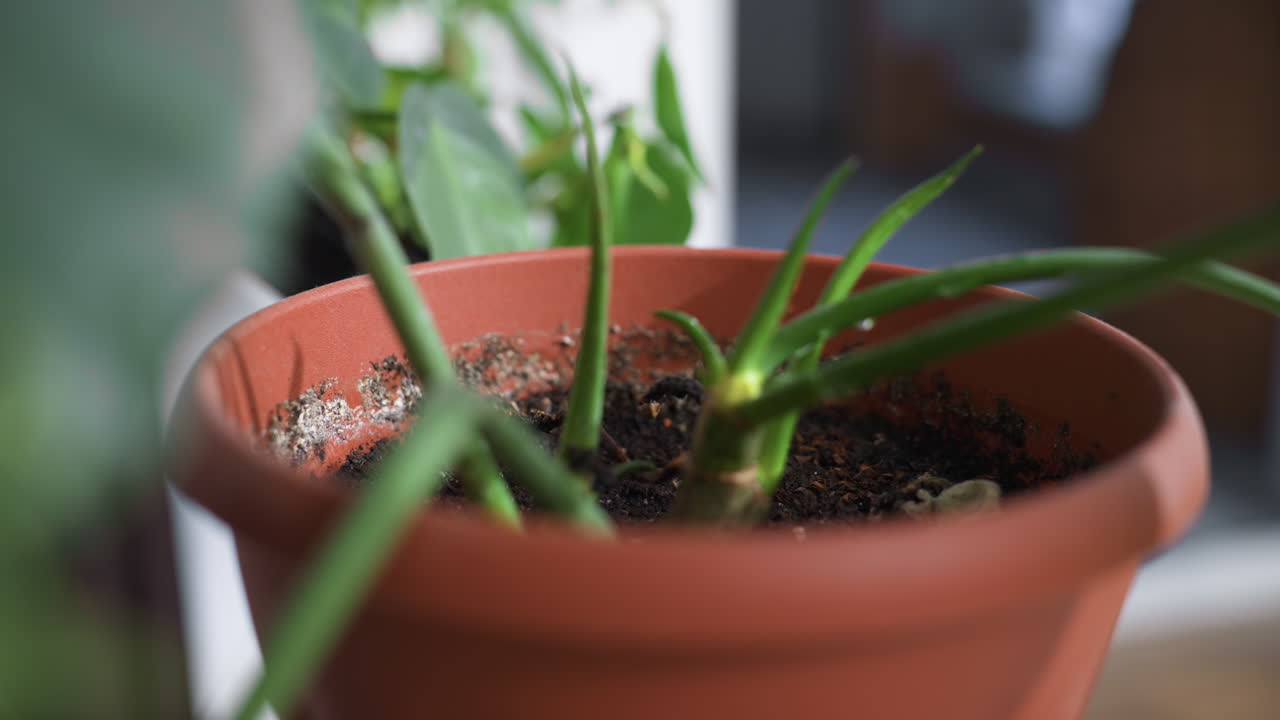 Closeup of vibrant green plant growing in red planter pot bathed in warm sun rays, richly textured soil shimmering with moisture, soft blurred background creating tranquil indoor gardening scene