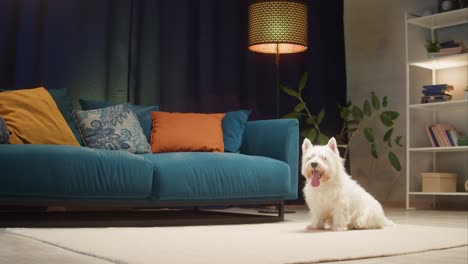 cute west highland white terrier dog in a cozy living room
