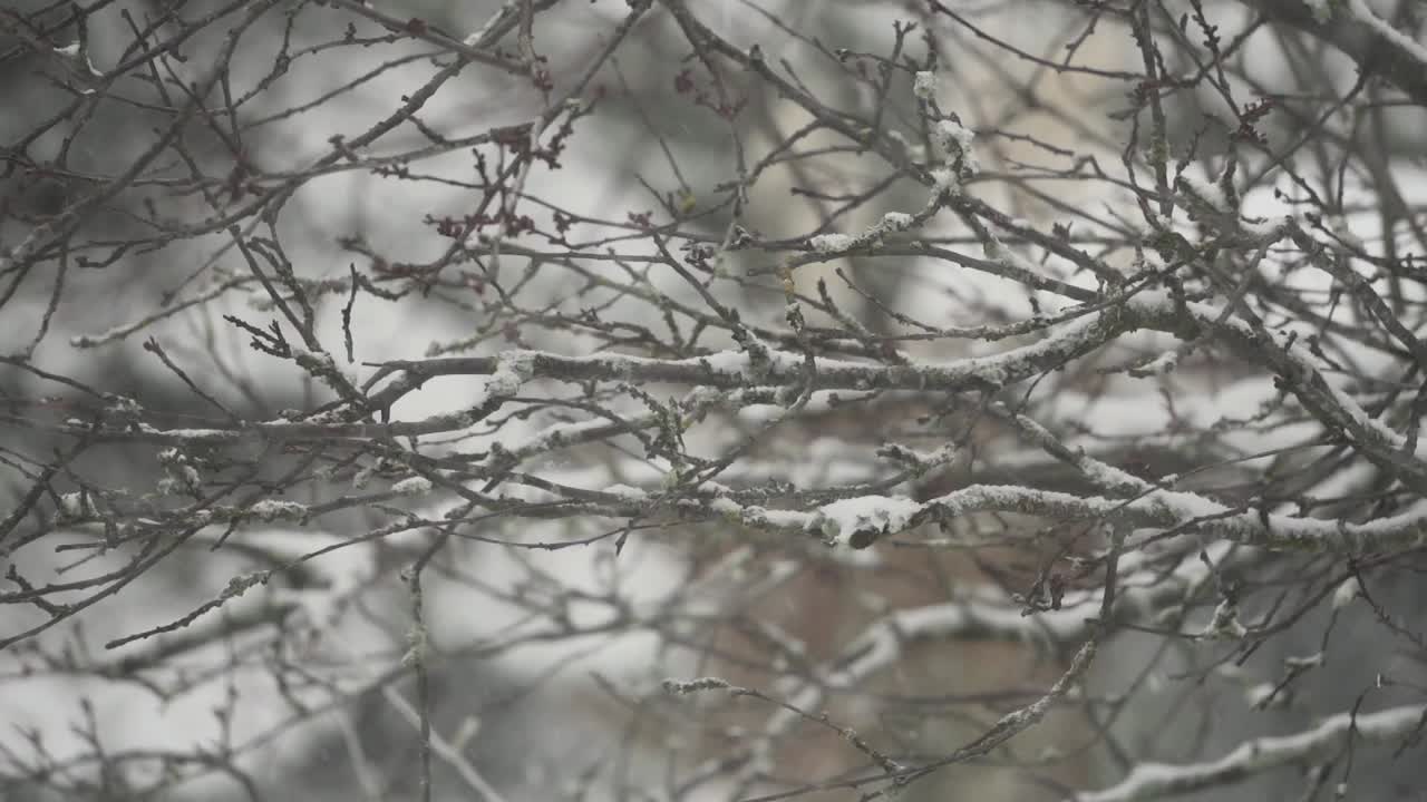 캐나다 브리티시 컬럼비아에서 눈이 내리는 동안 바람에 흔들리는 나뭇가지의 슬로우 모션 영상