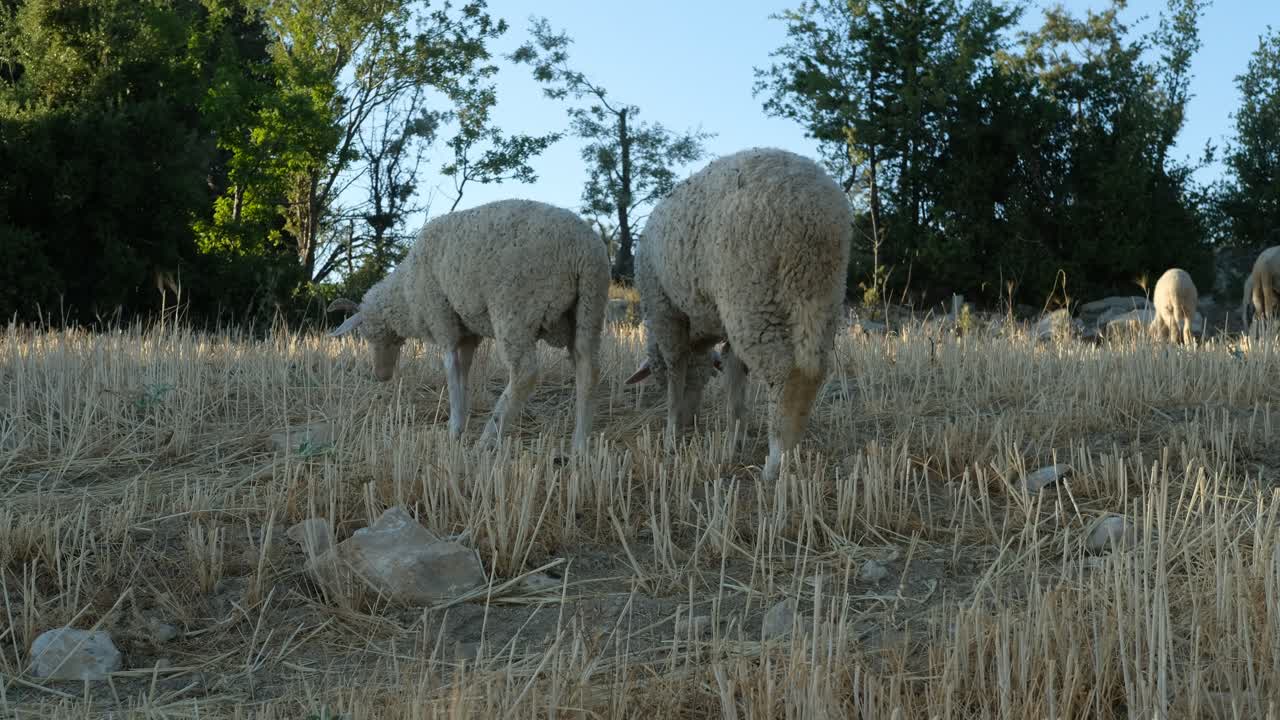 ovejas de campo de pastoreo