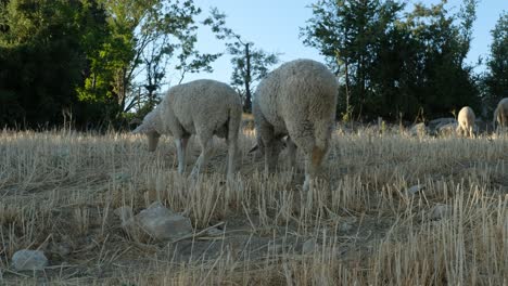 grazing field sheep