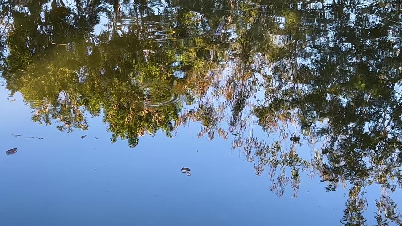 평온한 물 속의 나무들의 조용한 반사