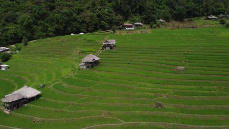 terraced rice farmland, buildings and forest of trees at pa pong piang, thailand