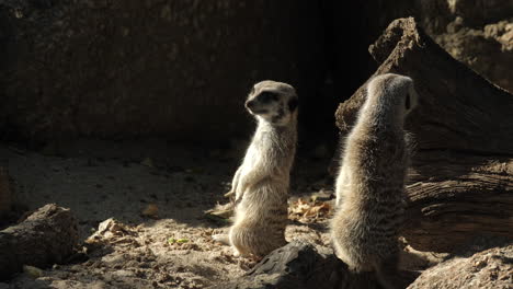 Pair-Of-African-Meerkats-In-Rocky-Terrain,-SLOW-MOTION