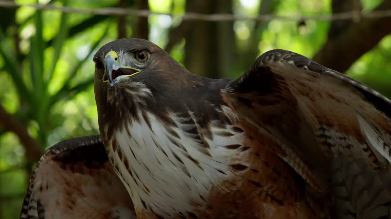 Brown hawk raising wings with green jungle background