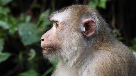 a monkey looks around, appearing curious and alert.