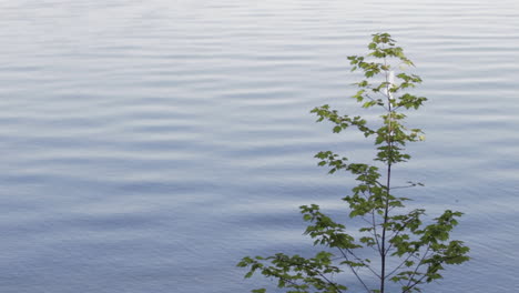 peaceful shot of green leaf maple tree in front of blue lake with calm waves in summer