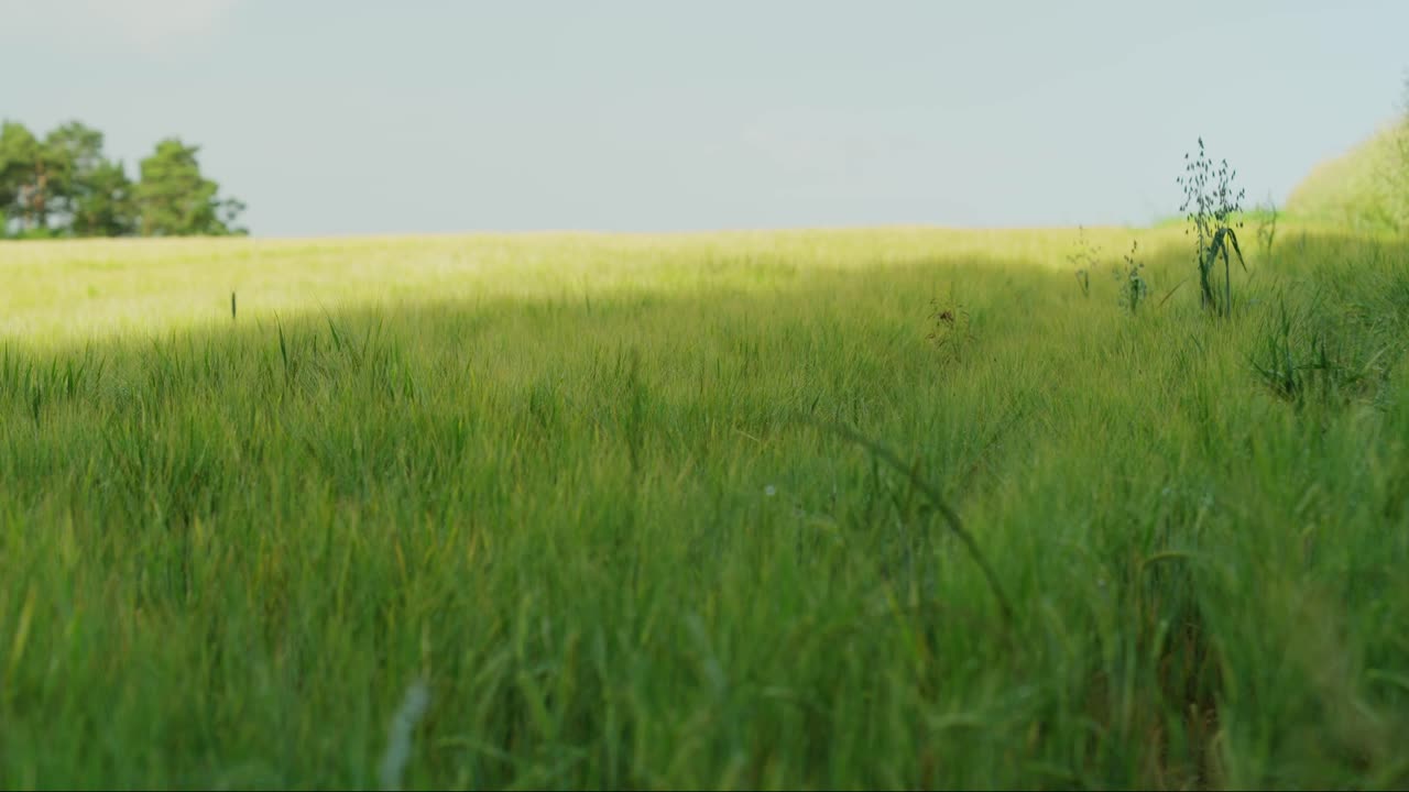 campo de cereales con tallos verdes de cereales y el rocío de la mañana gran campo