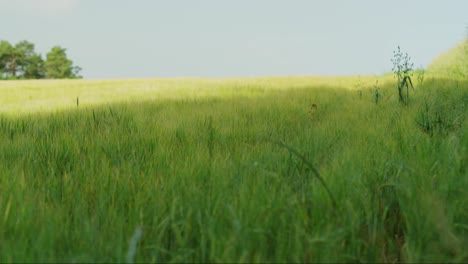 campo de cereales con tallos verdes de cereales y el rocío de la mañana gran campo