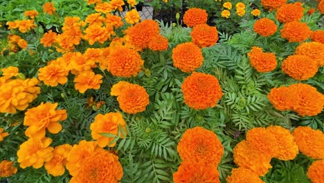 flowers in the local nursery