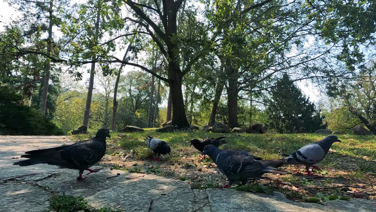 비둘기 들 이 경치 좋은 공원 에서 모여 먹이 를 찾는다