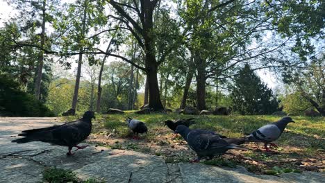 las palomas se reúnen y se alimentan en un parque pintoresco