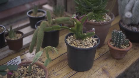 green tropical plants and foliage in a greenhouse