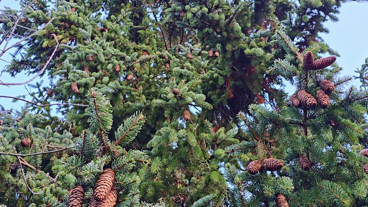 Ripresa dal basso di un albero sempreverde che mostra aghi e pigne ricoperti di brina.