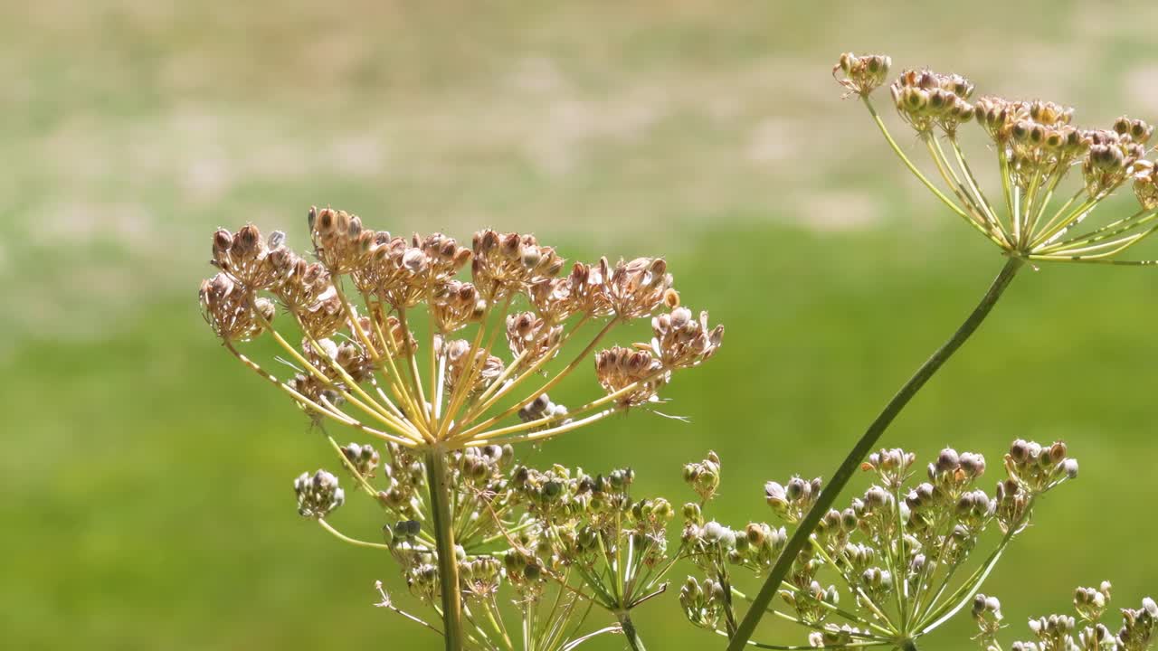 Detailed view of umbelliferous flowers with delicate petals and stems against a blurred green background.