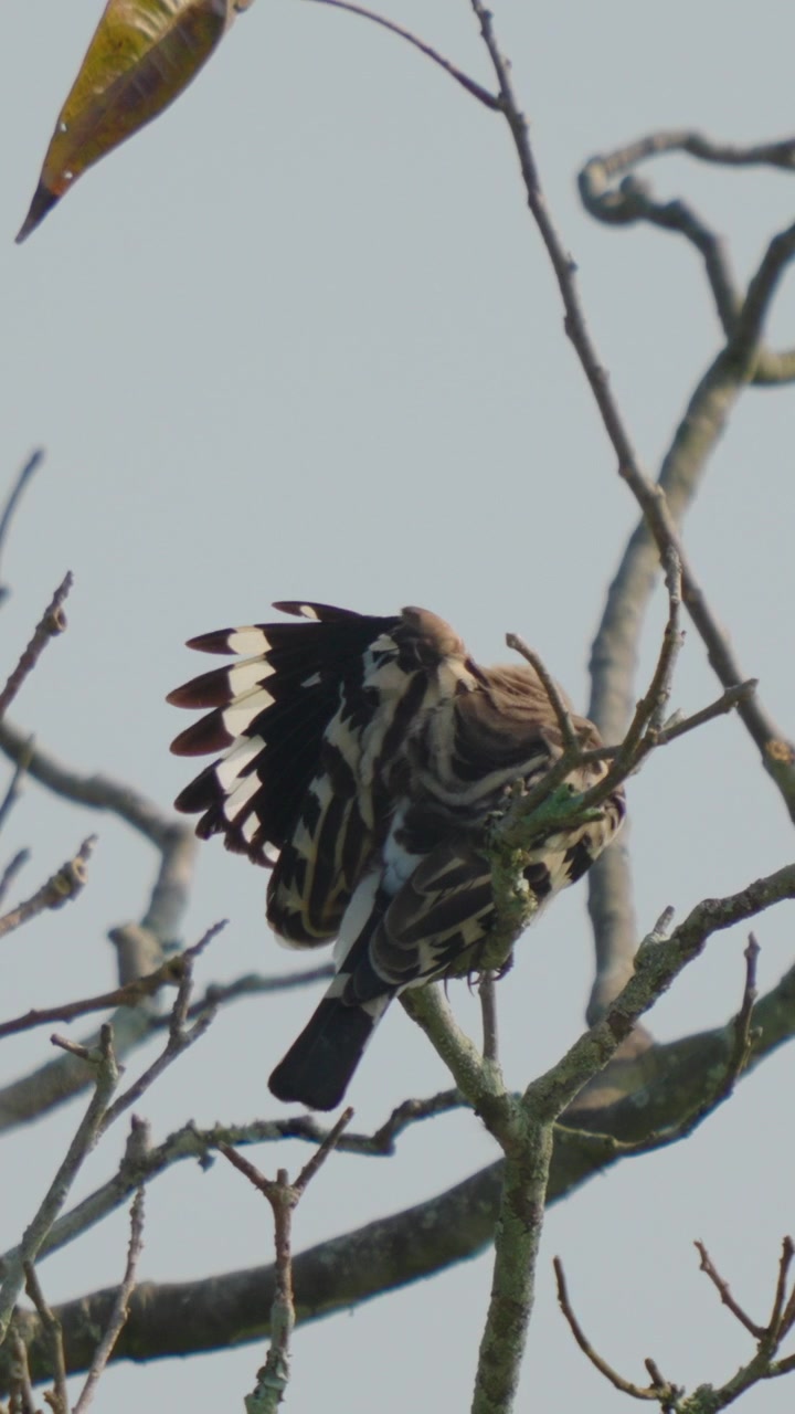 Un autentico primo piano di un'upupa comune appollaiata su un ramo spoglio in India, che si liscia le ali e le piume contro un cielo sereno. Adatto per documentari sulla fauna selvatica e la natura