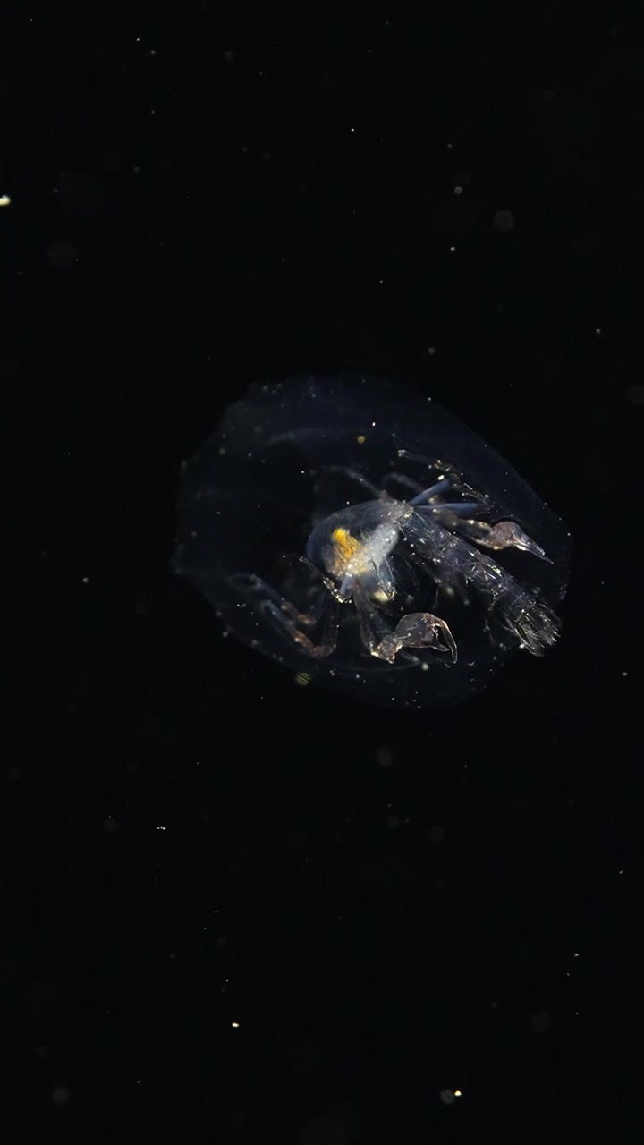 Anfipode Phronima che nuota all'indietro usando le zampe posteriori per propulsi attraverso l'oceano scuro durante un'immersione in acque nere.