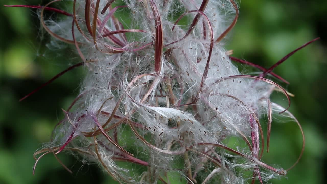 primer plano de rosebay willowherb, epilobium angustifolium, en semilla