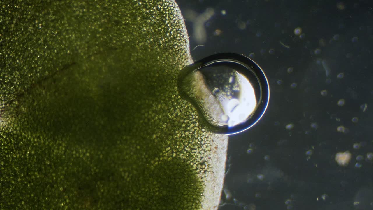 Microscopic View of Bubbles on a Plant Surface