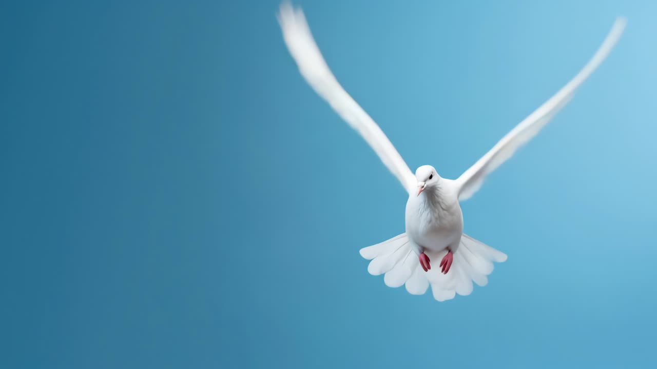 Un fermo immagine video sereno di una colomba bianca in volo contro un cielo azzurro limpido, ripreso da un'angolazione bassa.