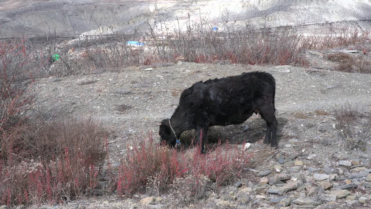 네팔의 무스탕 지역에 있는 높은 고도 사막 땅의 스크럽 덤불에서 풀을 뜯고 있는 소