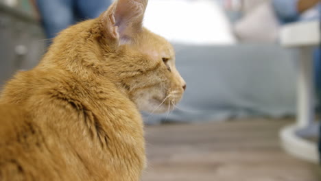 a cute ginger cat resting