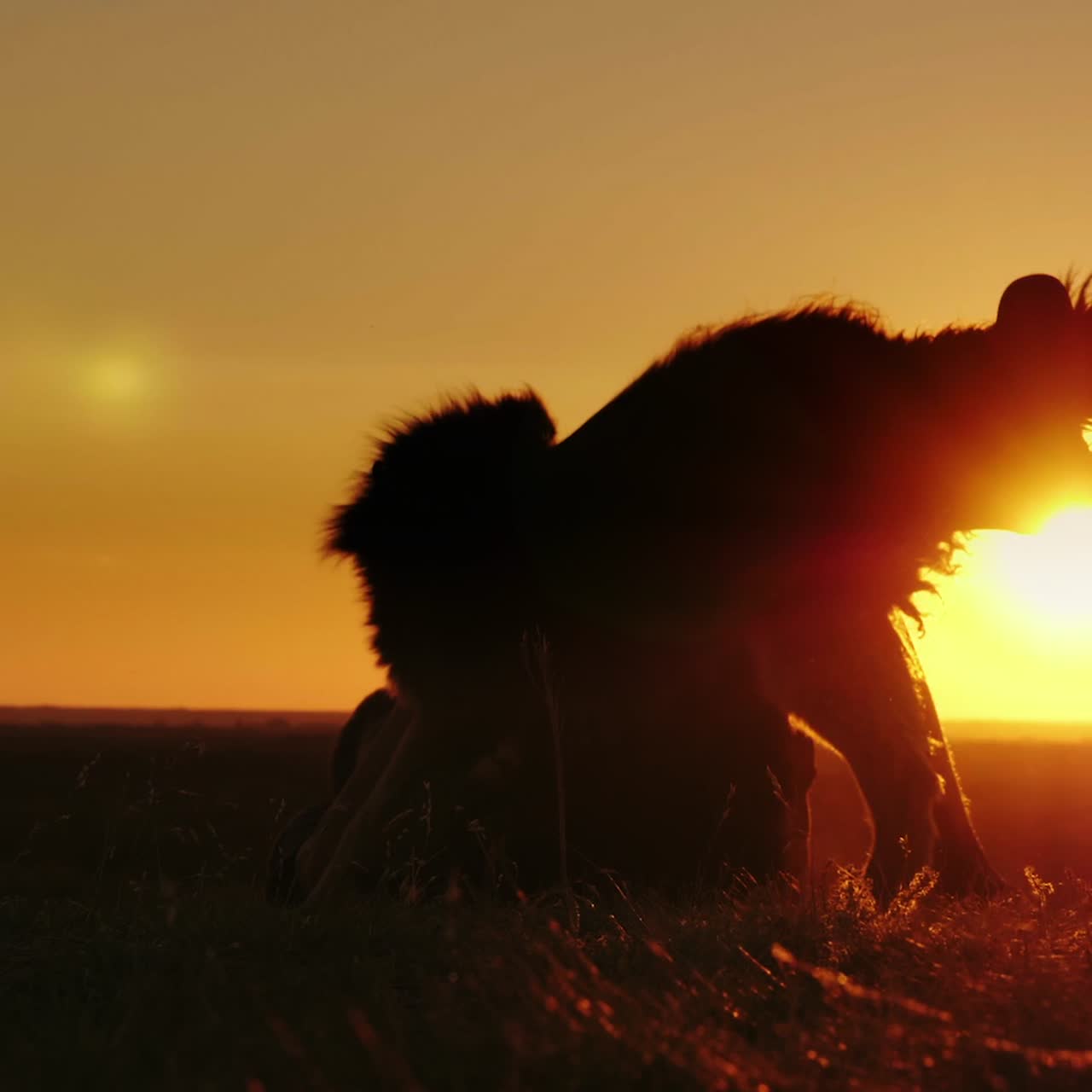 dos amigos adolescentes jugando con un perro al atardecer