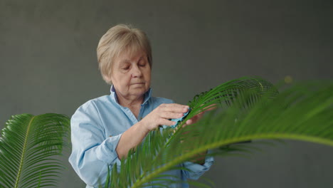 senior woman cleaning houseplant