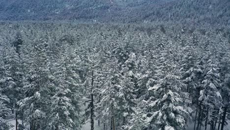 Schöner-Schneeszenenwald-Im-Winter.-Überfliegen-Von-Schneebedeckten-Kiefern.