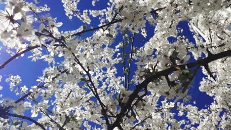 Flowers-on-branches-flowering-cherry-trees-on-blue-sky-background-in-unny-garden