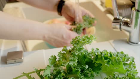 fresh kale cabbage leaves washing by woman hand over a white sink 4k