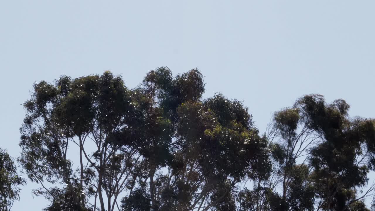 Gum Trees Moving In Wind