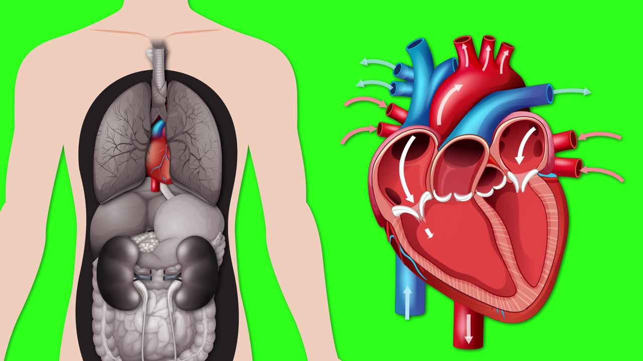 Un diagramma medico animato spiega la circolazione sanguigna attraverso le valvole e le camere cardiache su schermo verde.