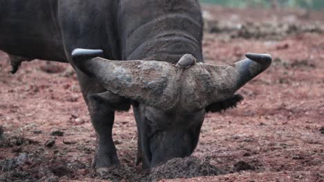 Oxpecker-Bird-Perching-Over-Massive-Horns-Of-An-African-Buffalo-In-Kenya,-East-Africa