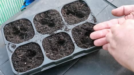 looking down at male hands sowing vegetable seeds in greenhouse compost tray pots