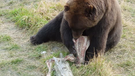 un gran oso pardo de alaska investiga el hueso restante de una comida reciente