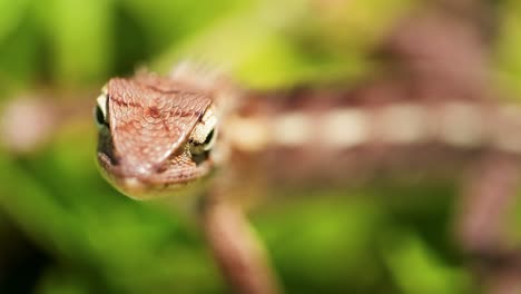 extreme-close-up-of-garden-lizard-face,-paralyzed-on-leaves